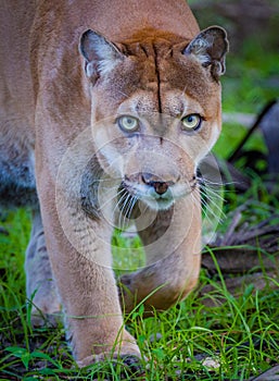 Florida panther walks toward camera