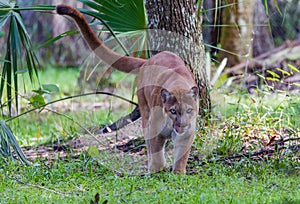 Florida Panther walks toward camera licking lips