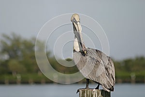 Florida Pelican on a post 6192 photo