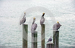 Florida pelicans and seagull on piling