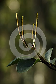 Florida Peperomia in Fakahatchee Strand Preserve State Park, Florida