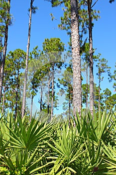 Florida Pine Flatwoods