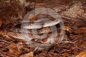Florida Pine Snake photo