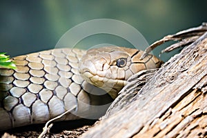 Florida pine snake nonvenomous reptile closeup