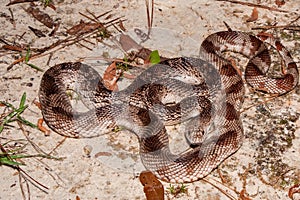 Florida Pine Snake Pituophis melanoleucus mugitus