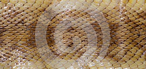 Florida Pine Snake - Pituophis melanoleucus mugitus - DOR dead on road snake skin wallpaper showing rough keeled texture and