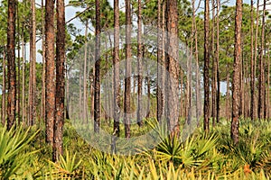 Florida Pinelands