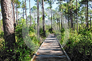 Florida Piney Woods