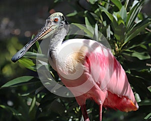 Florida pink Spoonbill