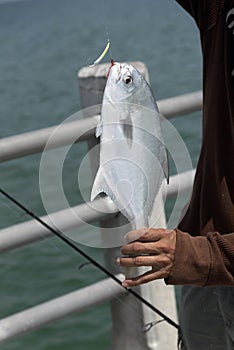 Florida Pompano fish on an angler`s line