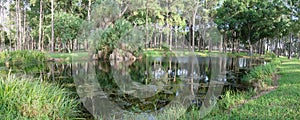 Florida Pond