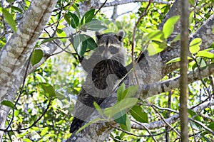 Florida raccoon