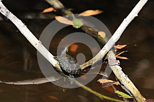 Florida red-bellied cooter- Bailey Tract & x28;Sanibel Island& x29; Florida USA