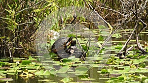 Florida Red-bellied Cooter in Everglades National Park