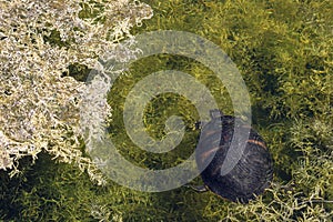 turtle swimming in Florida swamp