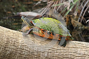 Florida Red-bellied (Pseudemys Chrysemys nelsoni) photo