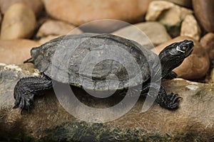 Florida red-bellied cooter Pseudemys nelsoni photo
