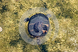 turtle swimming in Florida swamp