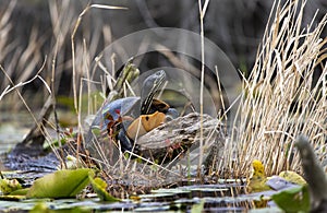 Florida Red-bellied Cooter Turtle in the Okefenokee Swamp