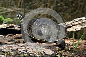 Florida Red-bellied (Pseudemys Chrysemys nelsoni)