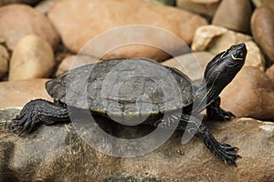 Florida red-bellied Pseudemys nelsoni