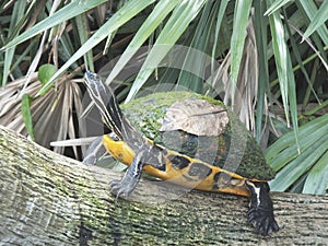 Florida Red-bellied Pseudemys nelsoni