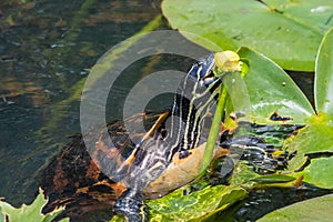 Florida red-bellied turtle eating a yellow pond lily in Everglades National Park.