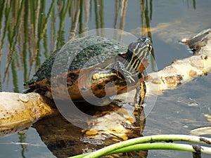 Florida Red-bellied Turtle (Pseudemys nelsoni)