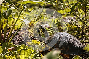 Florida red bellied turtle Pseudemys nelsoni