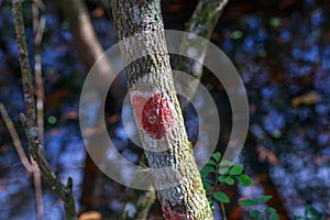 Florida Red Blanket Lichen