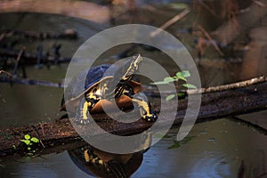 Florida redbelly turtle Pseudemys nelson perches on a cypress lo photo