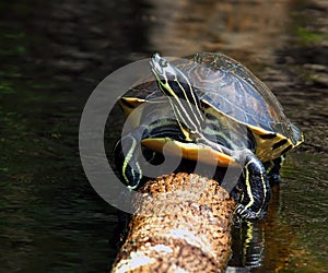 Florida Redbelly Turtle - Pseudemys Nelsoni