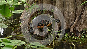 Florida Redbelly Turtle on a tree trunk