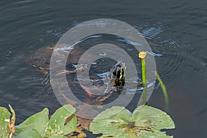 Florida Redbelly Turtles - Pseudemys nelsoni - eating water lily.