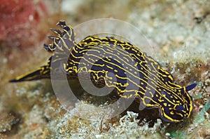 Florida Regal Sea Goddess