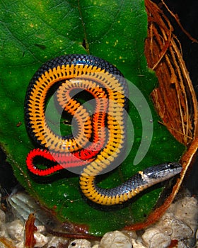 Florida Ringneck Snake photo
