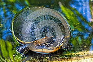 Florida river cooter Pseudemys concinna with muddy shell, emerging from water - Davie, Florida, USA photo