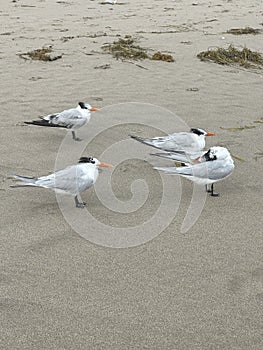 Florida Royal Terns on the shore of the beach