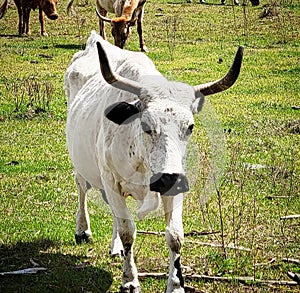 Florida's cracker cattle