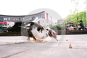 FloridaÃ¢â¬â¢s Muscovy Duck anas platyrhyncos Eating Bread With Anxiety Outside On The Floor photo