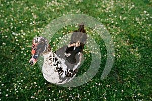 FloridaÃ¢â¬â¢s Muscovy Duck anas platyrhyncos Looking At Camera On Green Grass Background photo