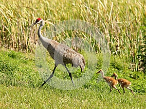 Florida sandhill crane, Grus canadensis pratensis, with two young colts