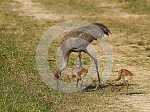 Florida sandhill crane, Grus canadensis pratensis, with two young colts