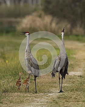 Florida sandhill crane pair, Grus canadensis pratensis, with two young colts