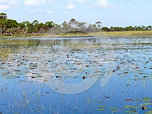 Florida Savanna Lily Pads and Marsh