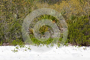 Florida scrub