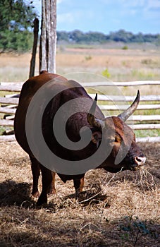 Florida scrub cow