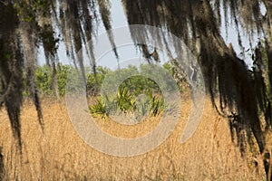 Florida scrub habitat at Lake Kissimmee State Park.