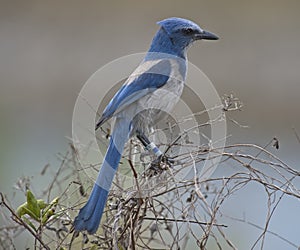 Florida Scrub-Jay