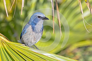 Florida Scrub Jay